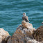 Yellow-legged Gull