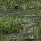 Tricolored Heron (immature)