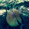 amanita muscaria var. persicina