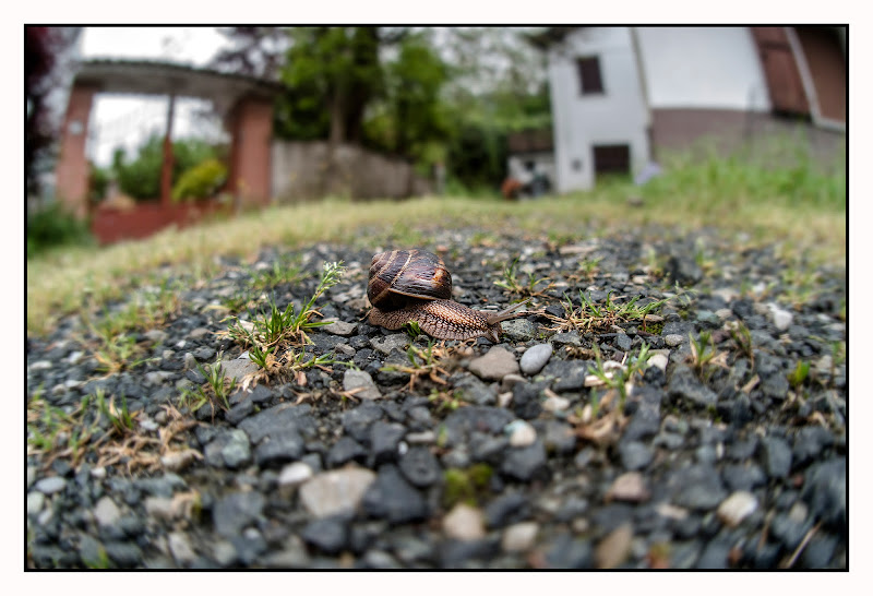 Limax maximus di spank1978