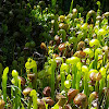 pitcher plant