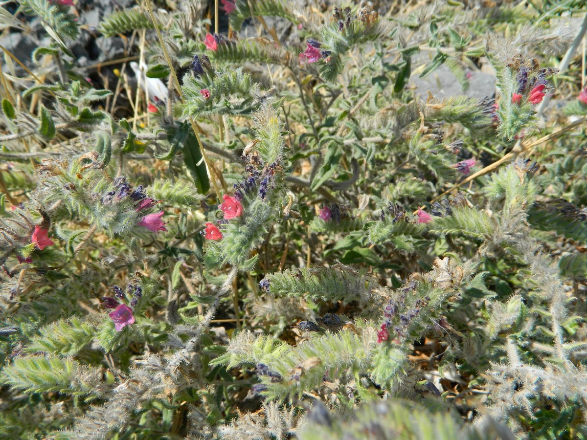 Narrow-leaved Viper's-bugloss (Έχιο το στενόφυλλο)