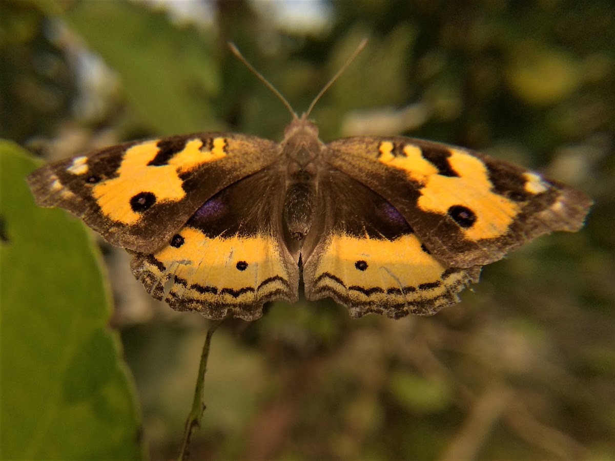 Yellow Pansy