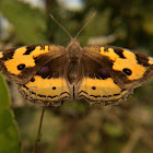 Yellow Pansy