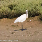 Spoonbill