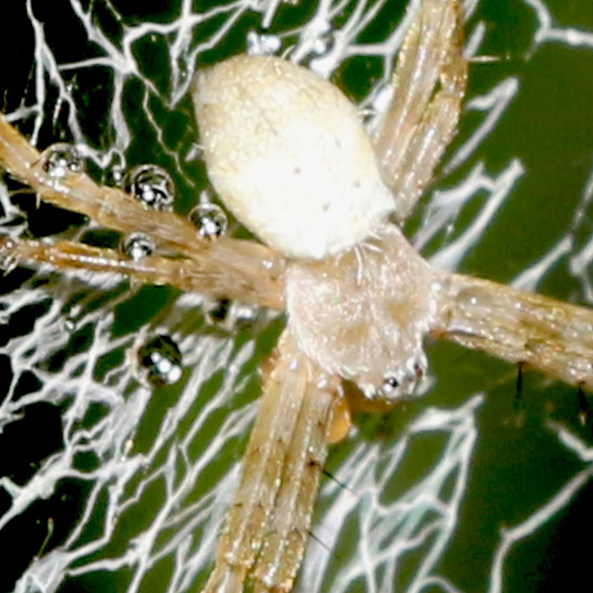 Signature Spider (male)