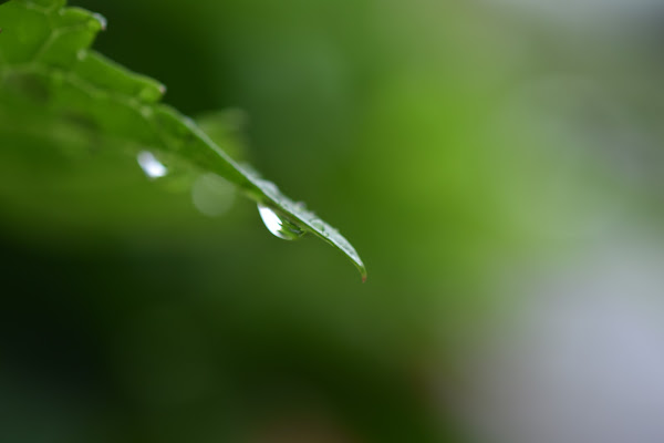 Riflesso in una goccia verde di simofenu