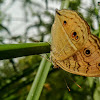 Peacock Pansy