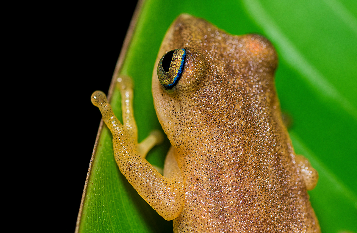 Blue eyed bush frog