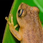 Blue eyed bush frog