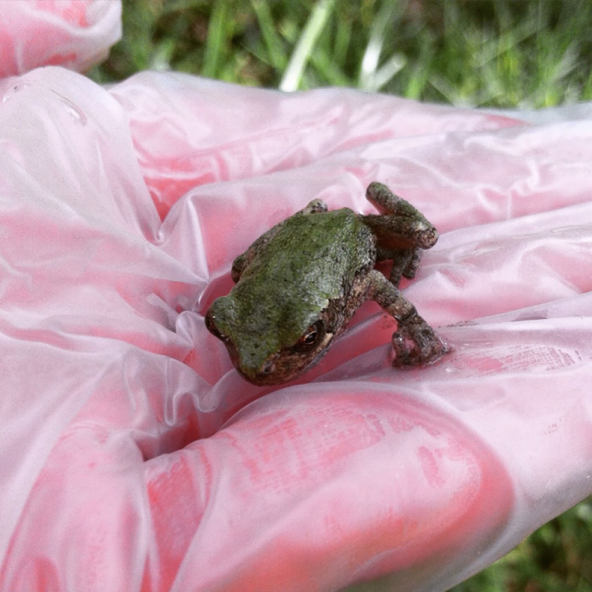 Gray Tree Frog