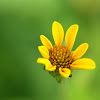 Oxeye Sunflower