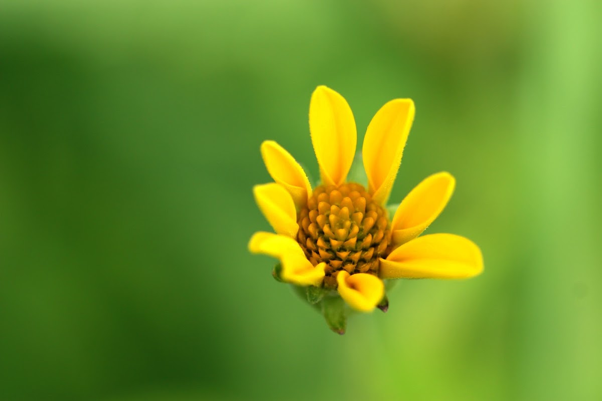 Oxeye Sunflower