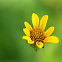 Oxeye Sunflower