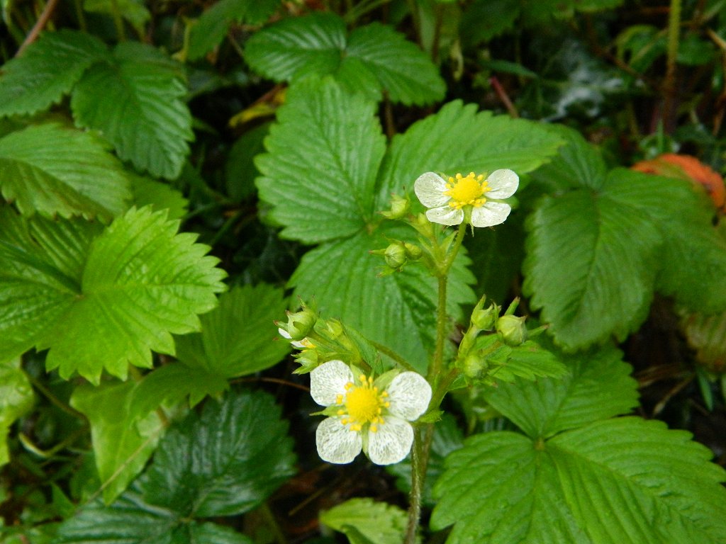 Wild strawberry (άγρια φράουλα)