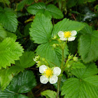 Wild strawberry (άγρια φράουλα)