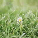 FLOWER 3 Theme