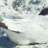 Sandwich Tern