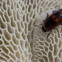 Pleasing Fungus Beetles