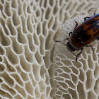 Pleasing Fungus Beetles