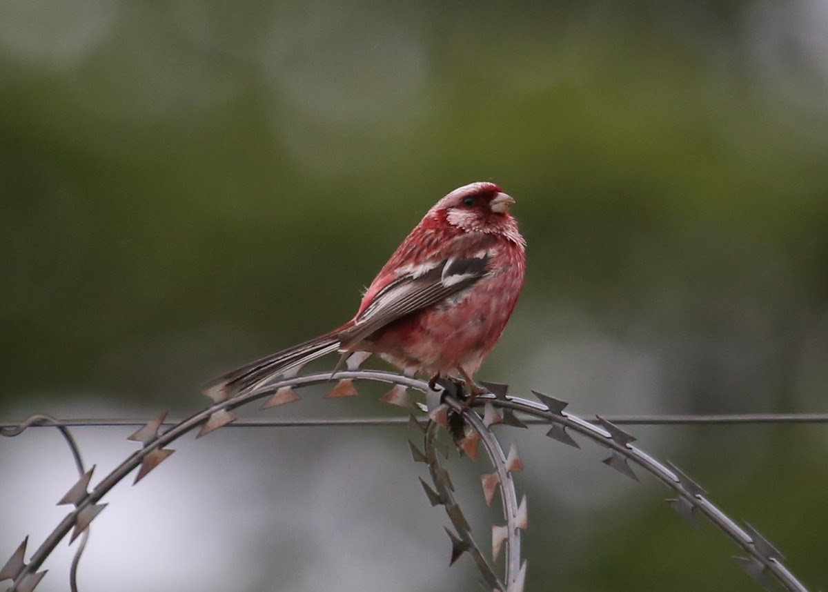 Long-tailed Rosefinch