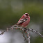 Long-tailed Rosefinch