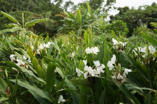 桃園美食推薦-手工DIY窯烤披薩【桃園好時節農莊】親子餐廳