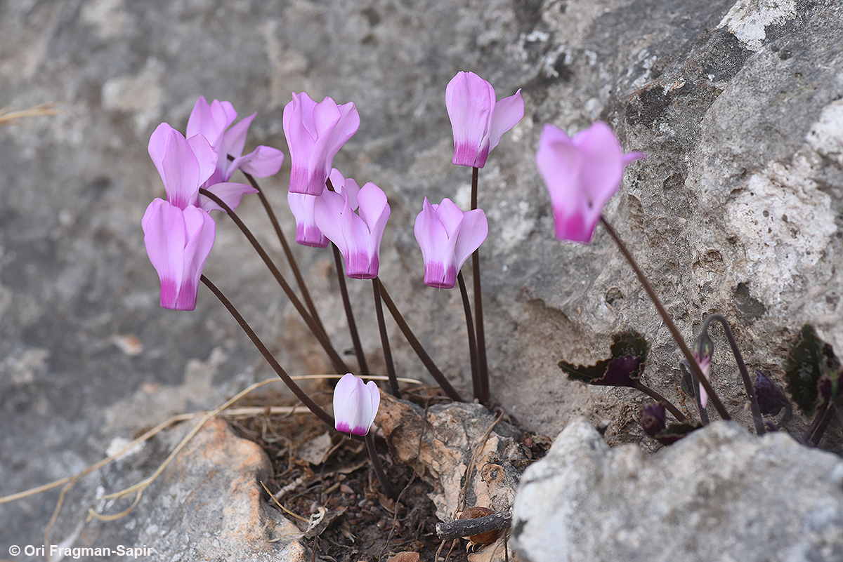 Common cyclamen, autumnal variety