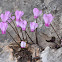 Common cyclamen, autumnal variety