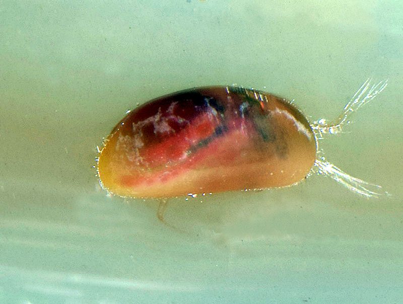 Ostracoda