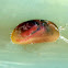 Ostracoda