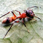 Ant-Spider