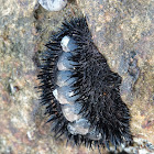 Spiny Chiton