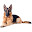 German Shepherd Wallpaper HD Custom New Tab