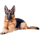 German Shepherd Wallpaper HD Custom New Tab