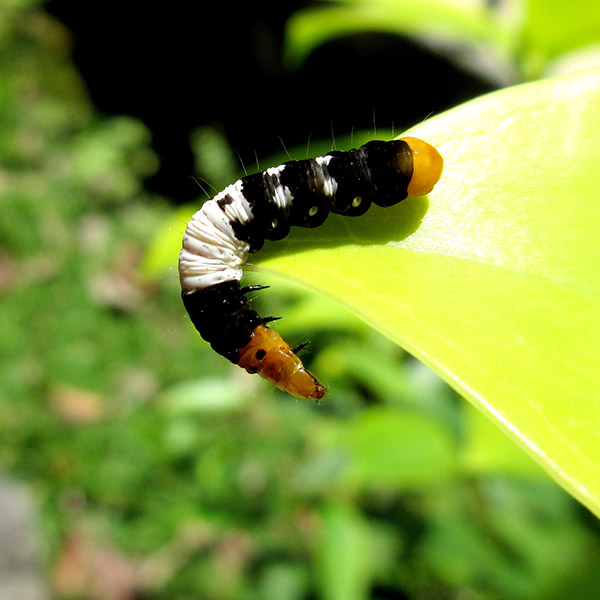 Caterpillar