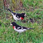 Rose Breasted Grosbeak  (Male)