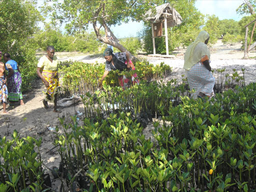 Bidii na Kazi women group work on Mangrove nurseries in Mida Creek, Kilifi county, on October 8