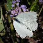 Great southern white