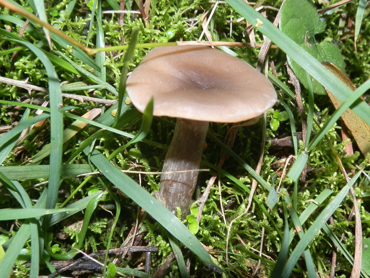 Hygrocybe