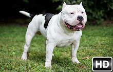 Pitbull Dogs Wallpaper Custom Pitbulls NewTab small promo image