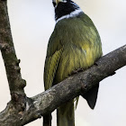 Collared Finchbill