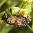 Lumpy weevil