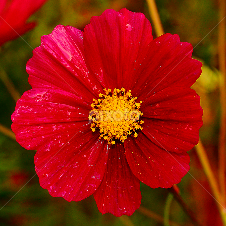 Cosmos rouge | Single Flower | Flowers | Pixoto