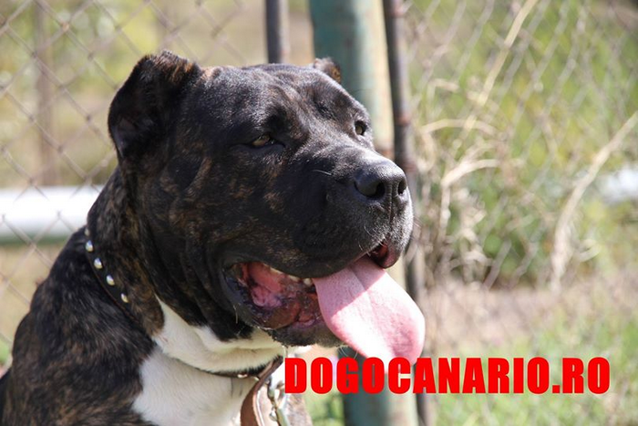 canisa presa canario