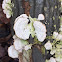 False Turkey Tail