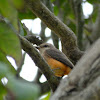 vermillion flycatcher(f)