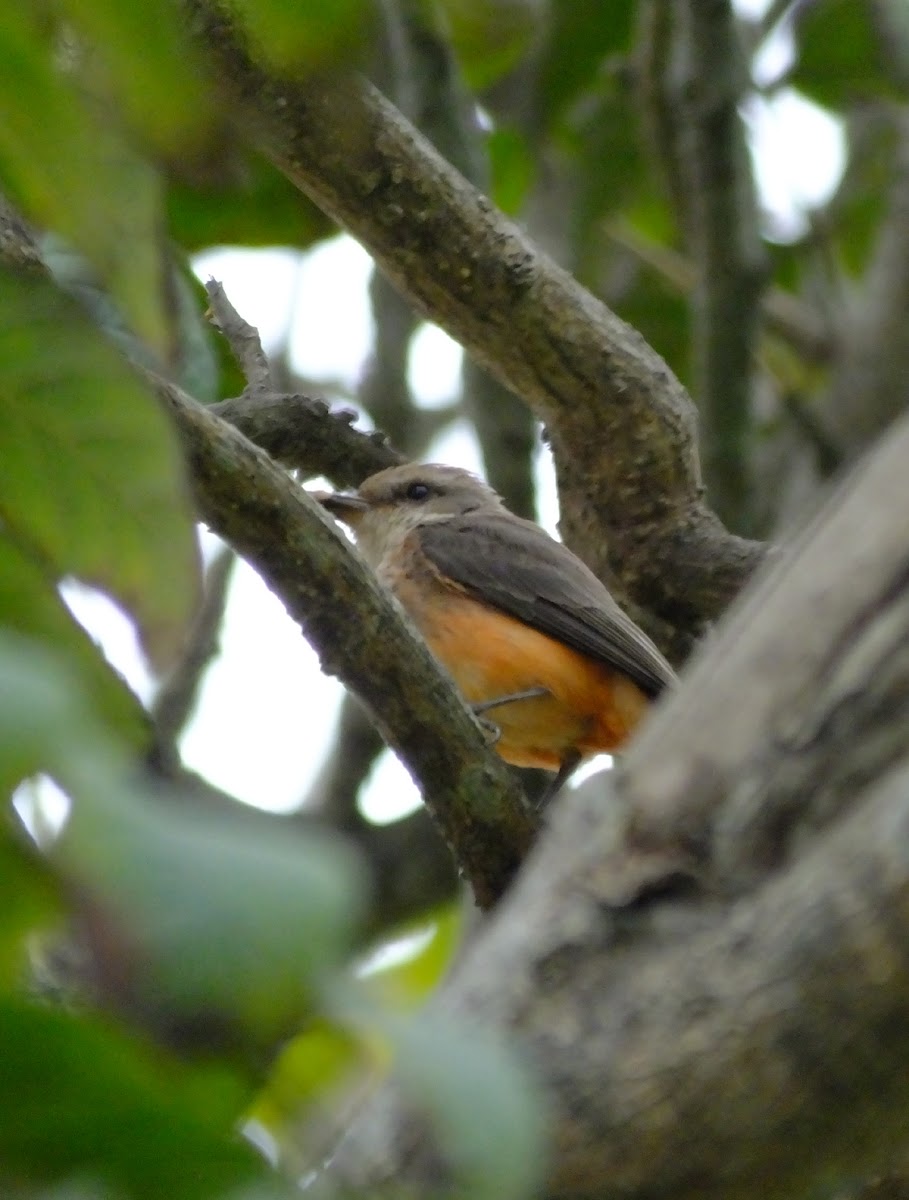 vermillion flycatcher(f)