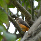 vermillion flycatcher(f)