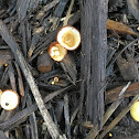 Common Bird's Nest Fungus